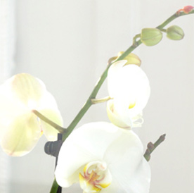 Orchidee